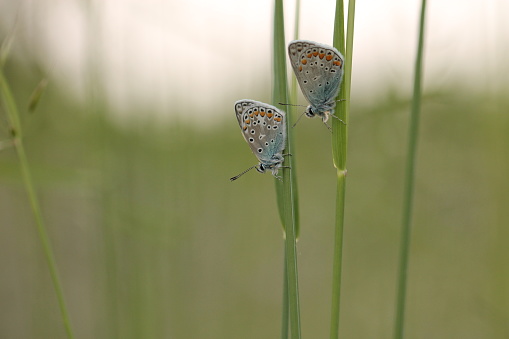 Two polyommatus Icarus butterflies on the grass in spring