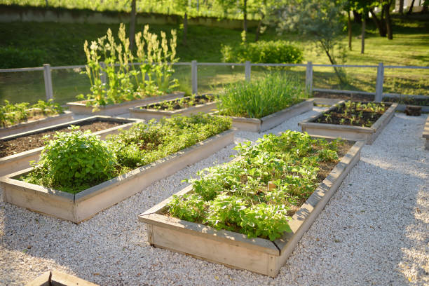 Community kitchen garden. Raised garden beds with plants in vegetable community garden. Lessons of gardening for kids. Community kitchen garden. Raised garden beds with plants in vegetable community garden. Lessons of gardening for kids and seniors flowerbed stock pictures, royalty-free photos & images