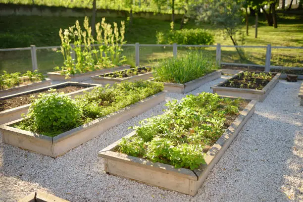 Photo of Community kitchen garden. Raised garden beds with plants in vegetable community garden. Lessons of gardening for kids.