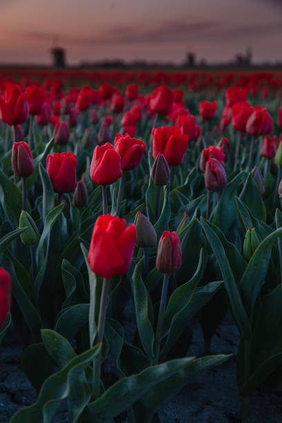 scène de printemps hollandais avec des champs de tulipes colorés et un moulin à vent au coucher du soleil dans le nord des pays-bas - polder windmill space landscape photos et images de collection