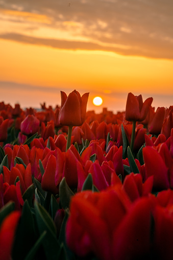 Amazing view of dramatic spring landscape scene on the blooming orange and red colour tulips flowers farm in front of a Traditional Dutch wooden Windmill or Molen on a dramatic cloudy after colorful sunset time in Nord Holland, Europe.