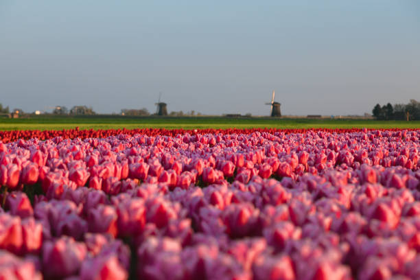 Amazing view of dramatic spring landscape scene on the blooming pink tulips flowers farm in front of a Traditional Dutch wooden Windmill or Molen on a dramatic cloudy after colorful sunset time in Nord Holland, Europe.