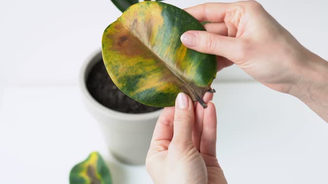 Woman holding and inspection fallen yellow-green ficus elastic leaves in her hands - plant diseases and care. Rubber-bearing with damaged leaves in girl hand. Female holds a broken leaf houseplant. 4k