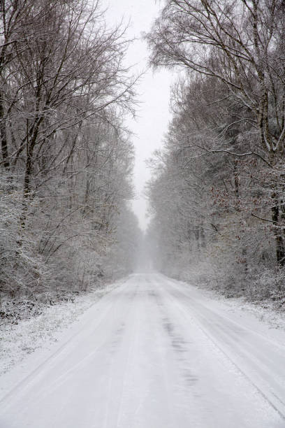 istock The road between trees covered with fluffy snow 1464798363