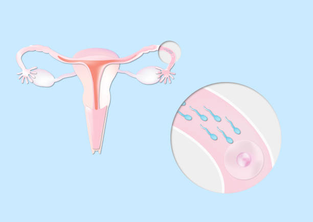 Human Reproduction and Fertilization. Union of an ovum and sperm in the fallopian tube. Female reproductive system. Ovaries fallopian tube stock illustrations