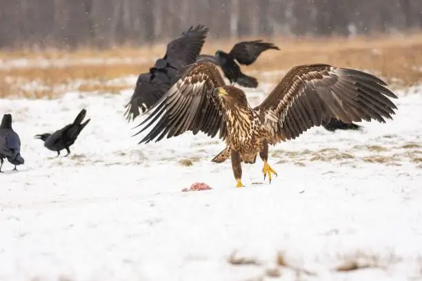 Close-up of the white-tailed eagle (Haliaeetus albicilla) - large brown-white eagle on snow in winter