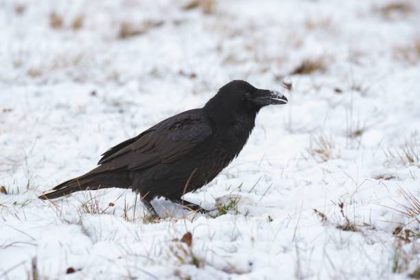 istock Close-up of the white-tailed eagle (Haliaeetus albicilla) - large brown-white eagle on snow in winter 1464802771