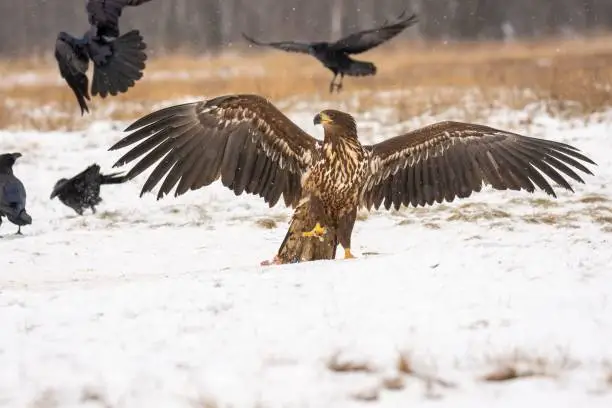 Close-up of the white-tailed eagle (Haliaeetus albicilla) - large brown-white eagle on snow in winter