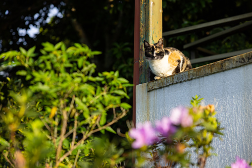 Cat on a ledge in a garden
