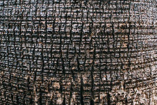 Close Up of a Palm Trunk
