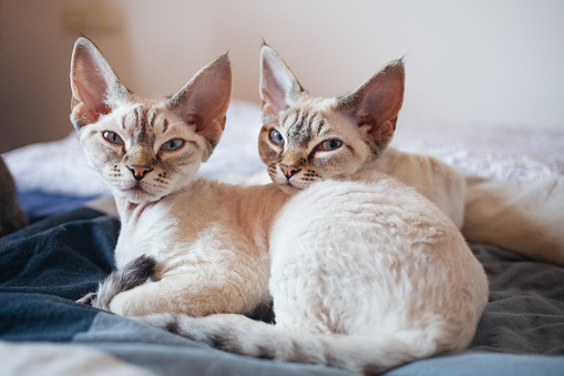 Dos adorables gatitos de Devon Rex se acurrucan cerca en la cama, su pelaje suave y esponjoso crea una escena cálida y acogedora. photo
