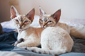 istock Two adorable Devon Rex kittens snuggle close in bed, their soft and fluffy fur creating a warm and cozy scene. 1464804522