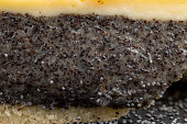 Delicious poppy seed cake with a thin sponge cake and lots of poppy seed filling