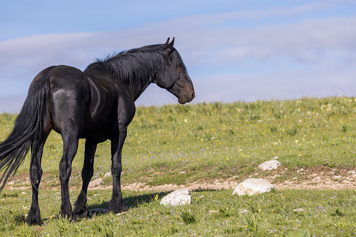 Black Frieasian horse runs gallop in summer time