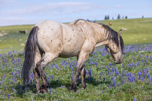 a beautiful wild horse in summer in the Pryor Mountains Montana