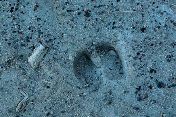 A hoof print made by a cow in the sand.