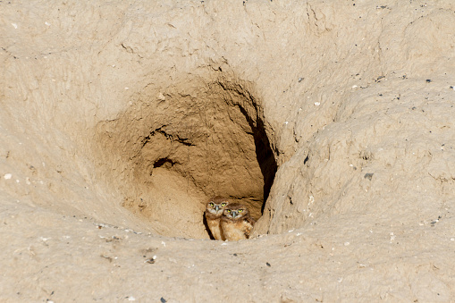 burrowing owl fledling nest at Washington, United States