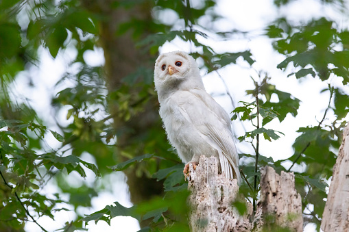 White (albinos) Leucistic fledgling Barred Owl at Port Coquitlam BC Canada, July 2022