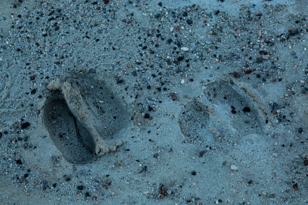 Two hoof prints made by a cow in the sand.