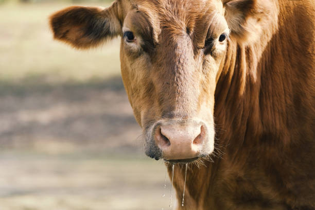 niedliches longhorn-farm-kuh-braunes gesicht - texas longhorn cattle stock-fotos und bilder