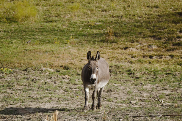 istock Mini donkey standing in Texas field of farm. 1464808037