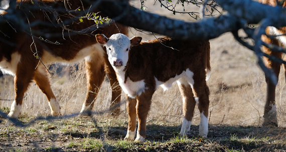 Hereford calf cow closeup during winter on Texas farm.