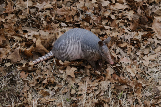 A Nine-banded Armadillo,Dasypus novemcinctus, saunters along on the crest of a small hill.