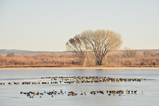 Photo Taken At Bosque Del Apache National Wildlife Refuge, San Antonio, Socorro County, New Mexico