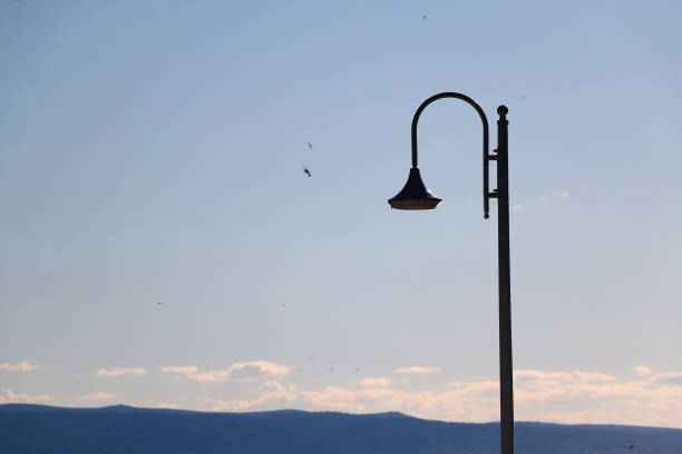 istock Street Light, Sea and Seagulls 1464809519