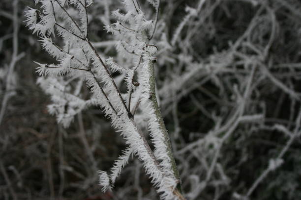 istock Snow and ice cover plants 1464810020