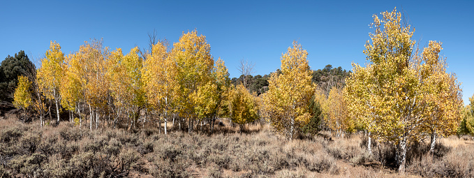 Fall color in quaking aspen trees (Populous tremuloides) in the Bodie Hills of Mono County, California.