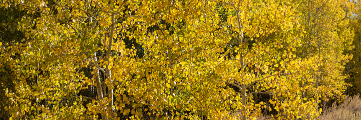 Fall color in quaking aspen foliage (Populous tremuloides) in the Bodie Hills of Mono County, California.