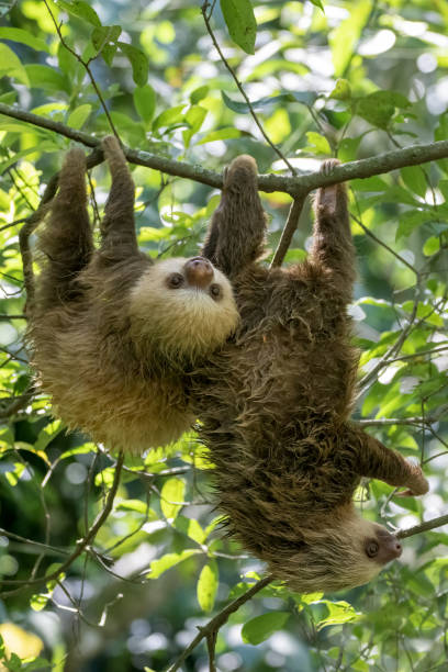 istock A pair of Two-toed Sloths in a tropical Rainforest 1464812852