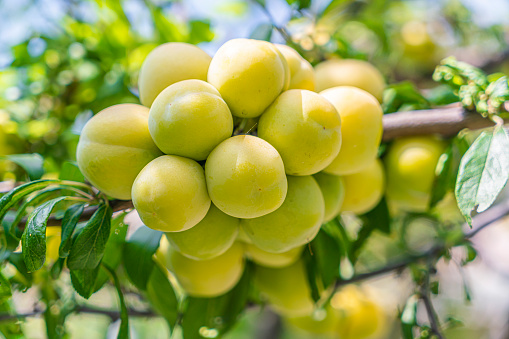 raw plums in a plate on a brown wooden background. place for text