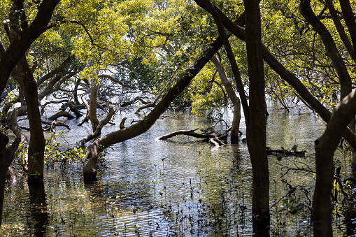 Closeup Swamp with trees, background with copy space, full frame horizontal composition