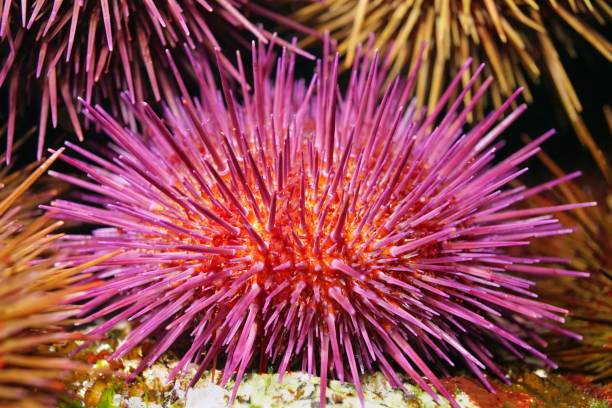 Purple sea urchin Paracentrotus lividus close up underwater Purple sea urchin Paracentrotus lividus close up, underwater in the Atlantic ocean, Spain purple sea urchin stock pictures, royalty-free photos & images