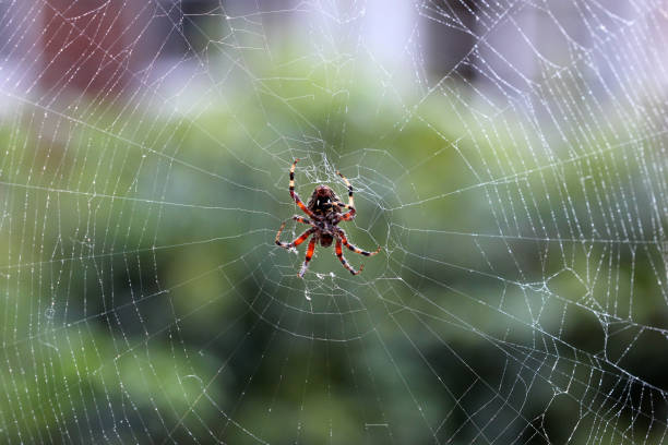 istock Spider_in_web_close_up_LArns_2023_4 1464819684