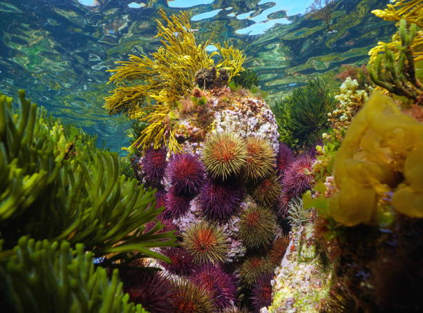 istock Colorful sea urchins with algae in the ocean in shallow water 1464819694