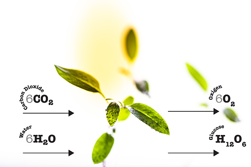A graphical depiction of the chemical transformations that occur during photosynthesis, where solar energy is used to convert carbon dioxide and water into oxygen and glucose.
