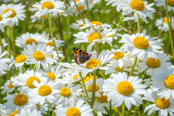 The colourful butterfly almost lost among a carpet of ox-eye daisies