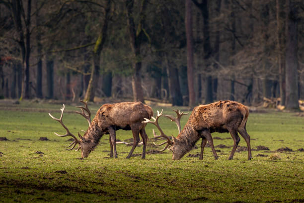 two magnificent deer grazing on a green meadow. There is a tense silence during the rutting season