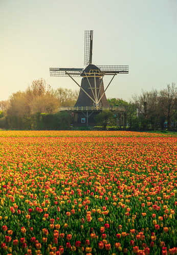 Amazing view of dramatic spring landscape scene on the blooming orange and red colour tulips flowers farm in front of a Traditional Dutch wooden Windmill or Molen on a dramatic cloudy after colorful sunset time in Nord Holland, Europe.