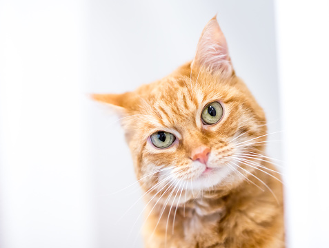 A ginger orange tabby shorthair cat looking at the camera with a head tilt