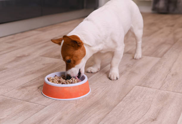 istock a beautiful dog eats food from a bowl 1464828896
