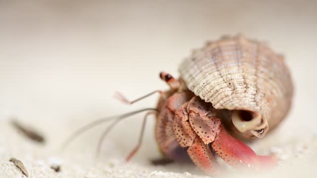 Video of Hermit Crab in the Sand in Mexico