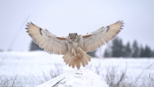 Siberian Eagle Owl flying from background to foreground and landing down to rock with snow. Slow motion landing touch down with widely spread wings in the cold winter. Animal winther theme