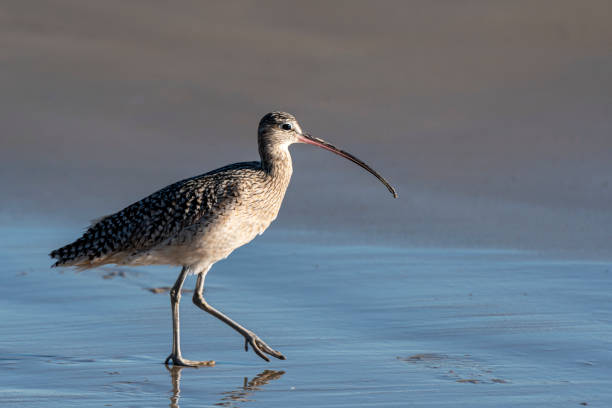 Taxon name: Far Eastern Curlew\nTaxon scientific name: Numenius madagascariensis\nLocation: Newcastle, New South Wales, Australia