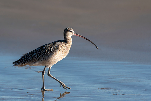 A single Whimbrel walking on a California beach in the evening during the winter looking for food.californ