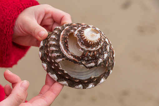 A young female child showing off a broken Turban Cone snail shell she found on a beach in California during the winter.