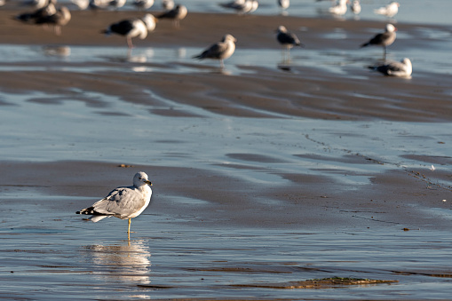 A gathering of Western Seagull on a beach in California in the evening at low tide.
